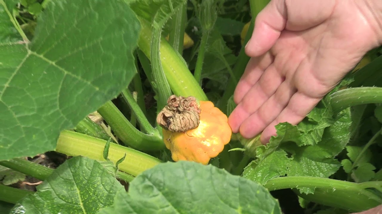 Colnbrook Garden Summer update with Sarah