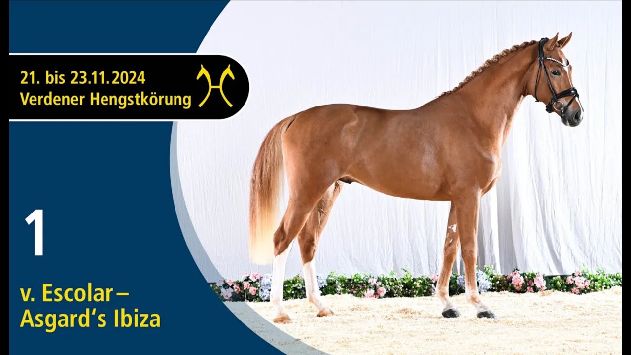 No. 1 Stallion by Escolar - Asgard's Ibiza | Verden Stallion Licensing 2024 - Dressage - Nov. 22/23