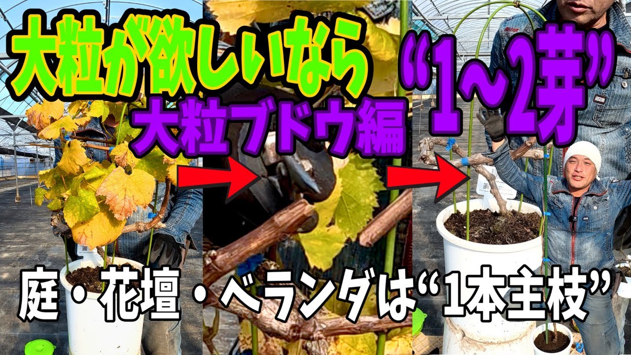 【完全保存版】大粒ブドウの神剪定1〜2芽ルール｜Don’t Overcut Your Grapes!