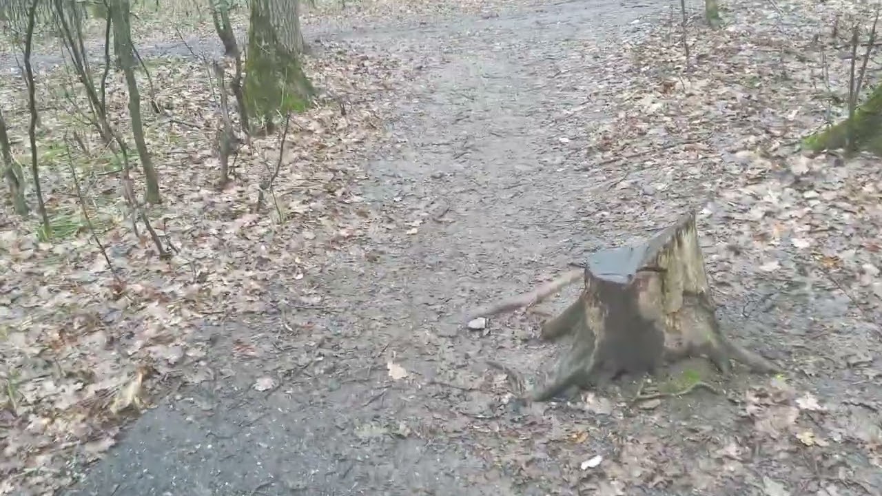 Познакомлюсь с сойкой, в следующем видео
