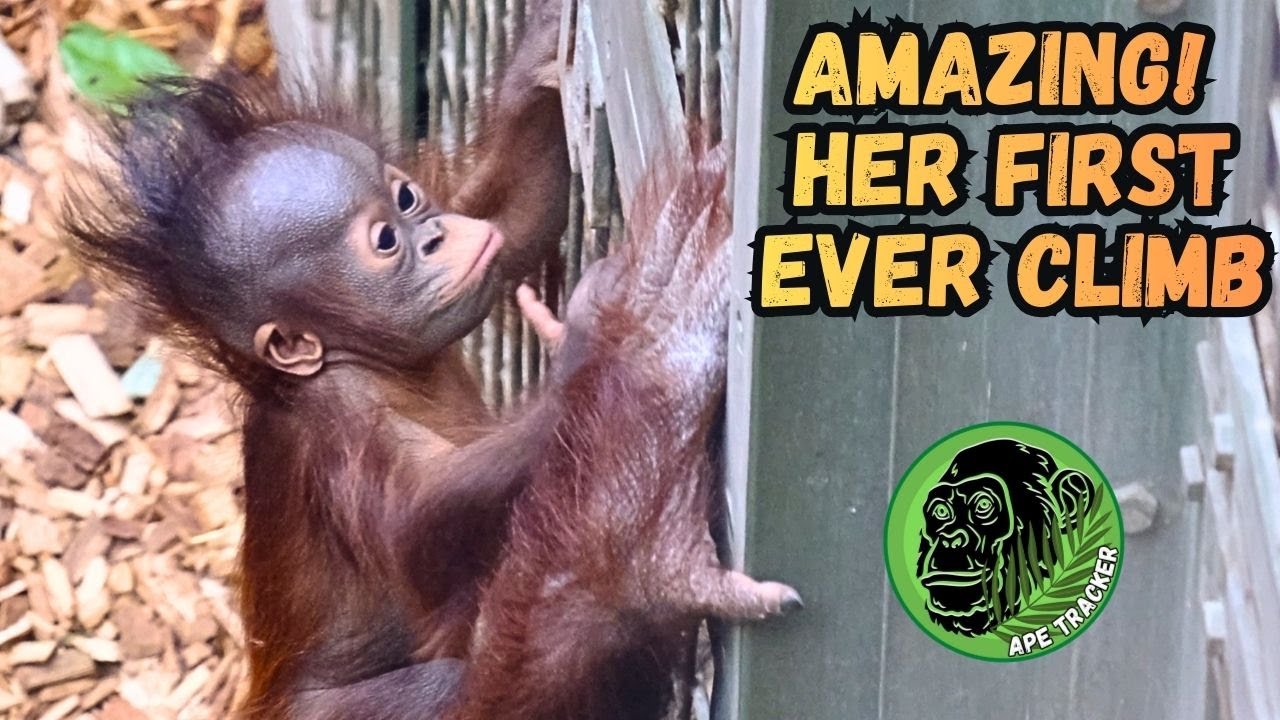 Baby Orangutan's First Climbing Lesson From Mom