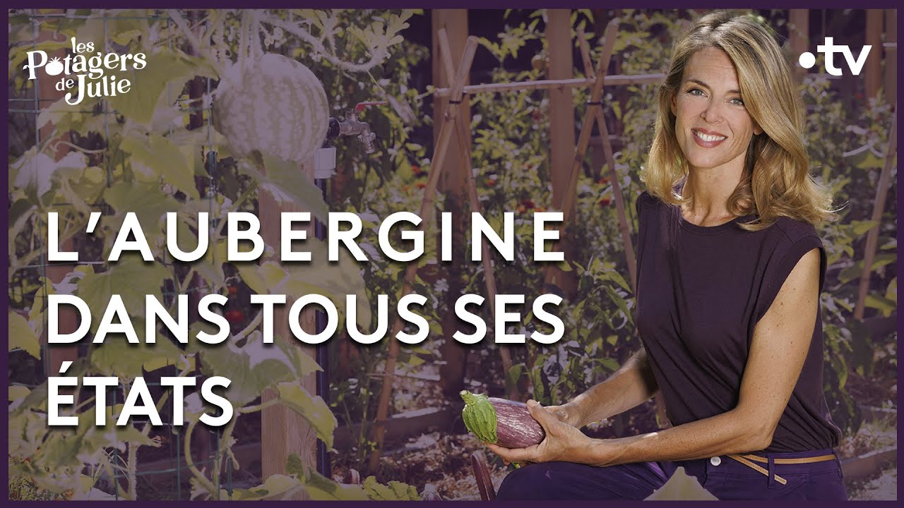 L'aubergine de Barbentane - Les potagers de Julie - 24/09/2022