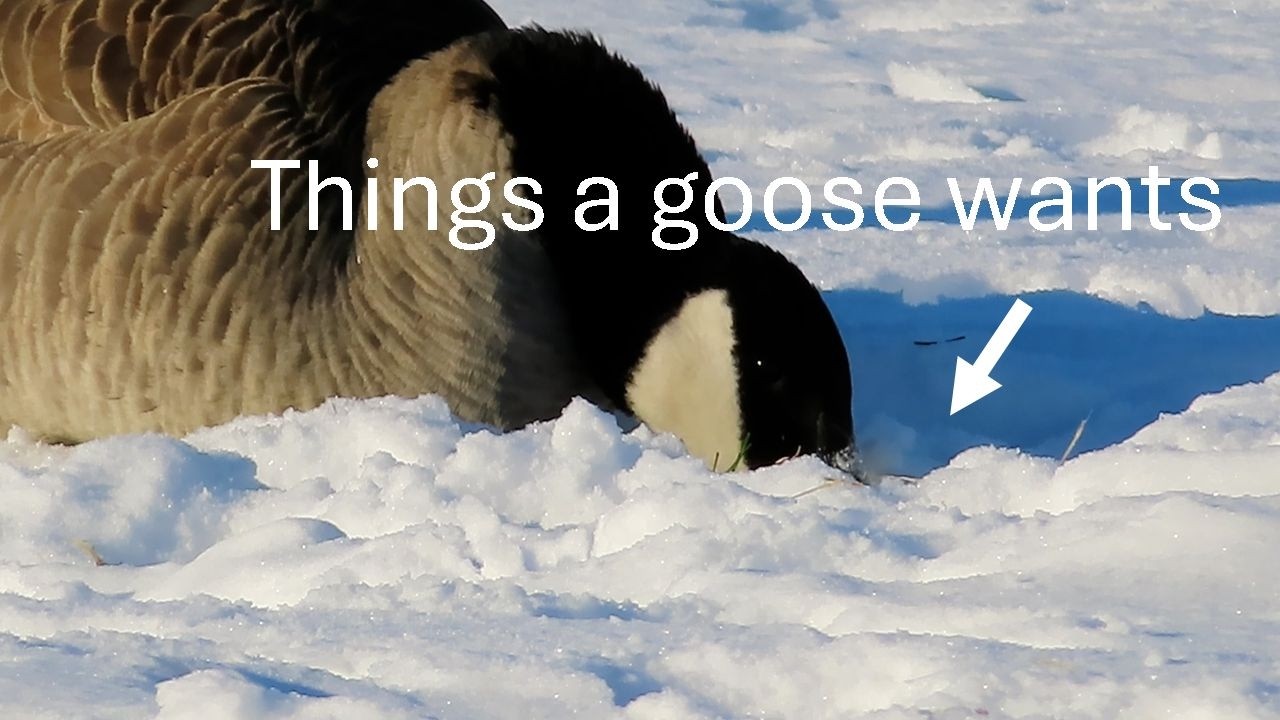 Drill, US geese, drill: Make American Geese Alive.🦾