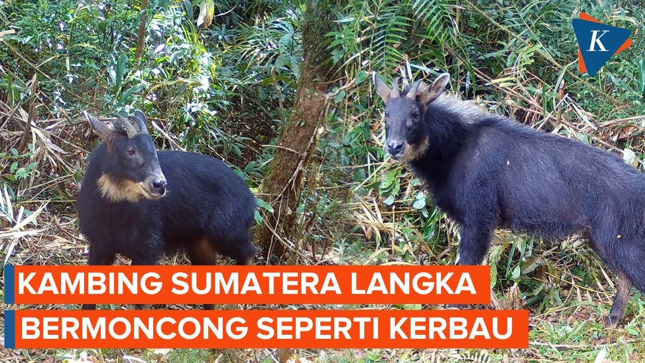Mengenal Kambing Hutan Sumatera Langka yang Bermoncong Mirip Kerbau
