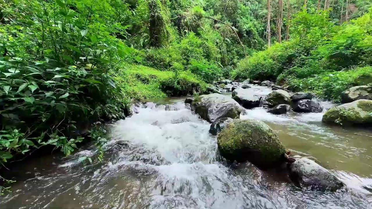 Gain rest peace with soft river sound beneath forest daylight to maintain deep relaxation