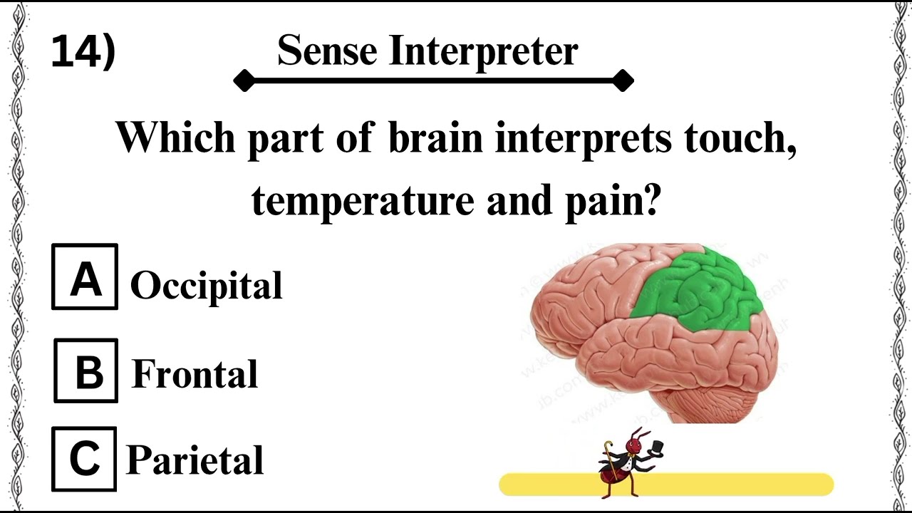 Part 1: Top 25 Brain/CNS MCQS For NEET/ MDCAT/ Nursing Students| #biologymcqs |Human Brain Quiz