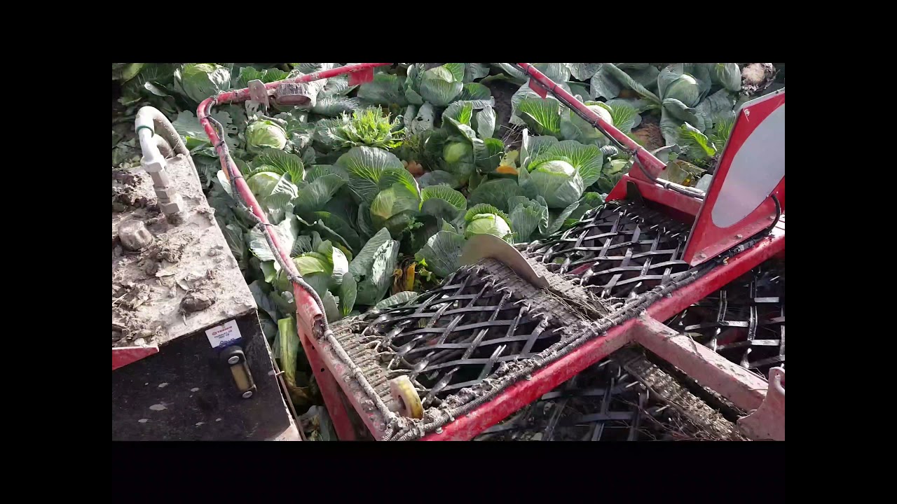 Asa-Lift 2 row cabbage harvester