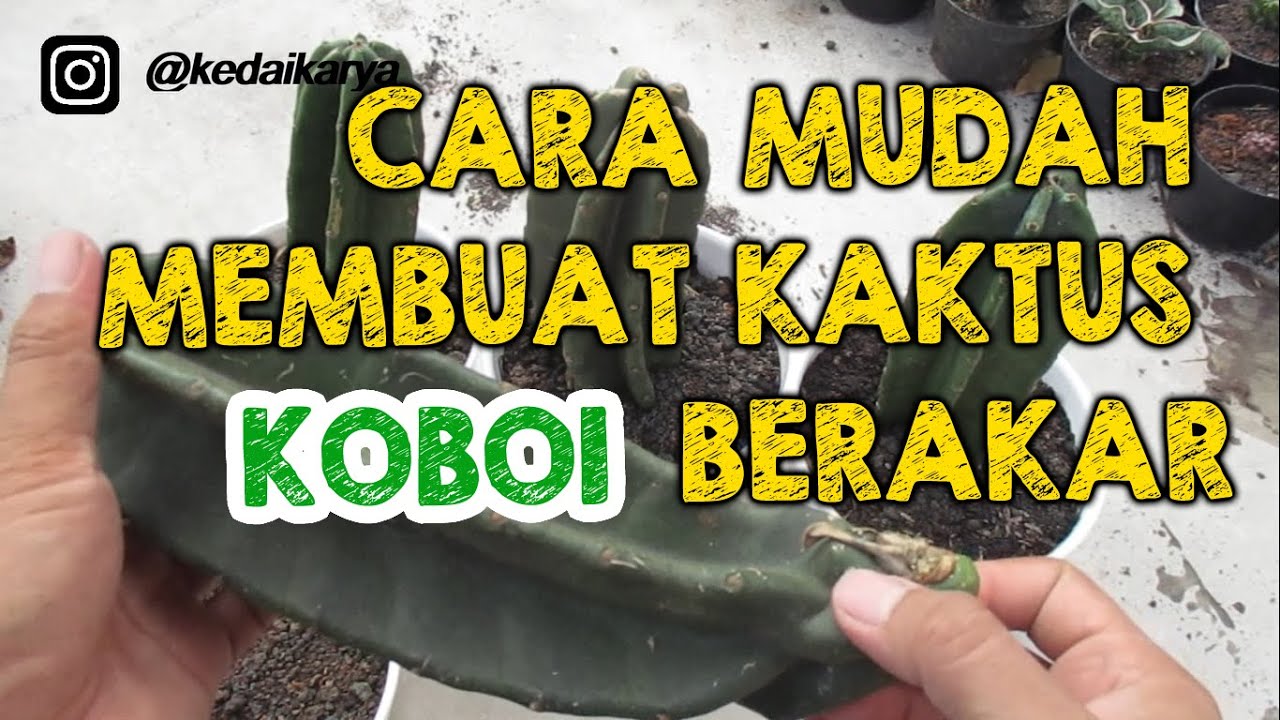 CARA MENANAM KAKTUS KOBOI TANPA AKAR - CACTUS PROPAGATION