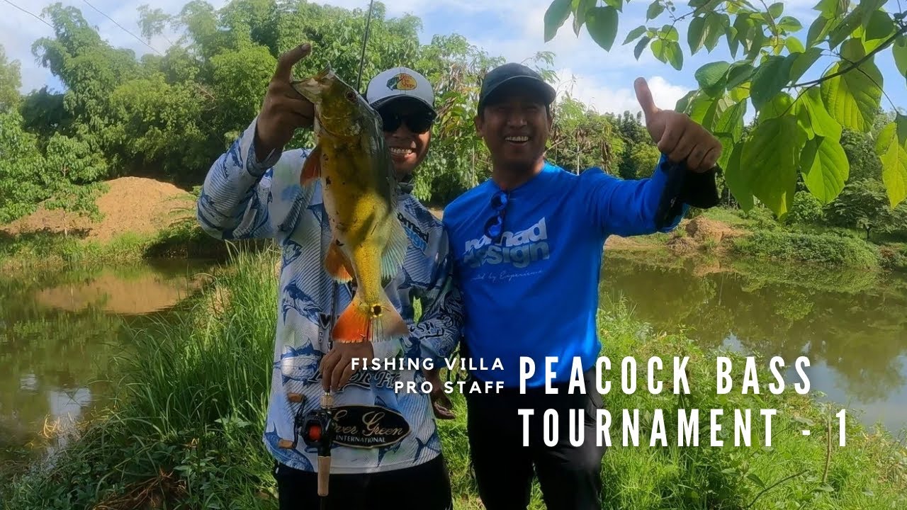 Monster fish seeding & Peacock Bass FV Pro Staff Tournament 1