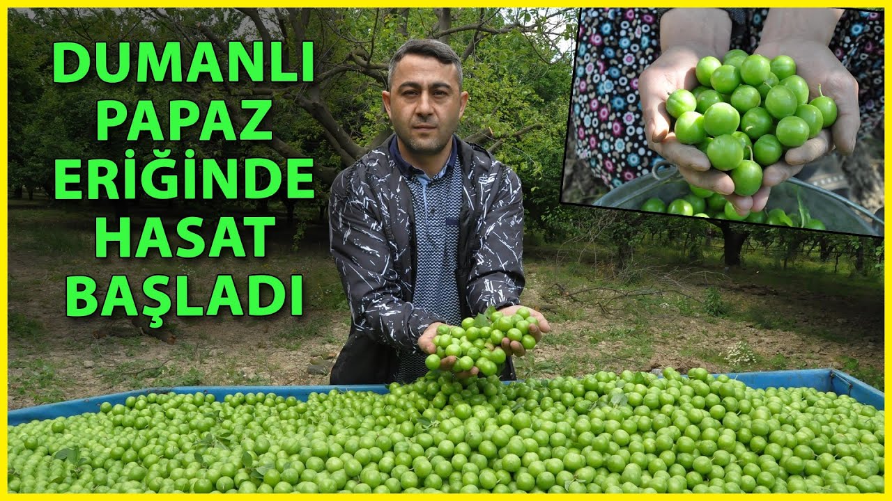Manisa'nın 'Dumanlı Papaz' Eriğindeki Verim Üreticinin Yüzünü Güldürdü