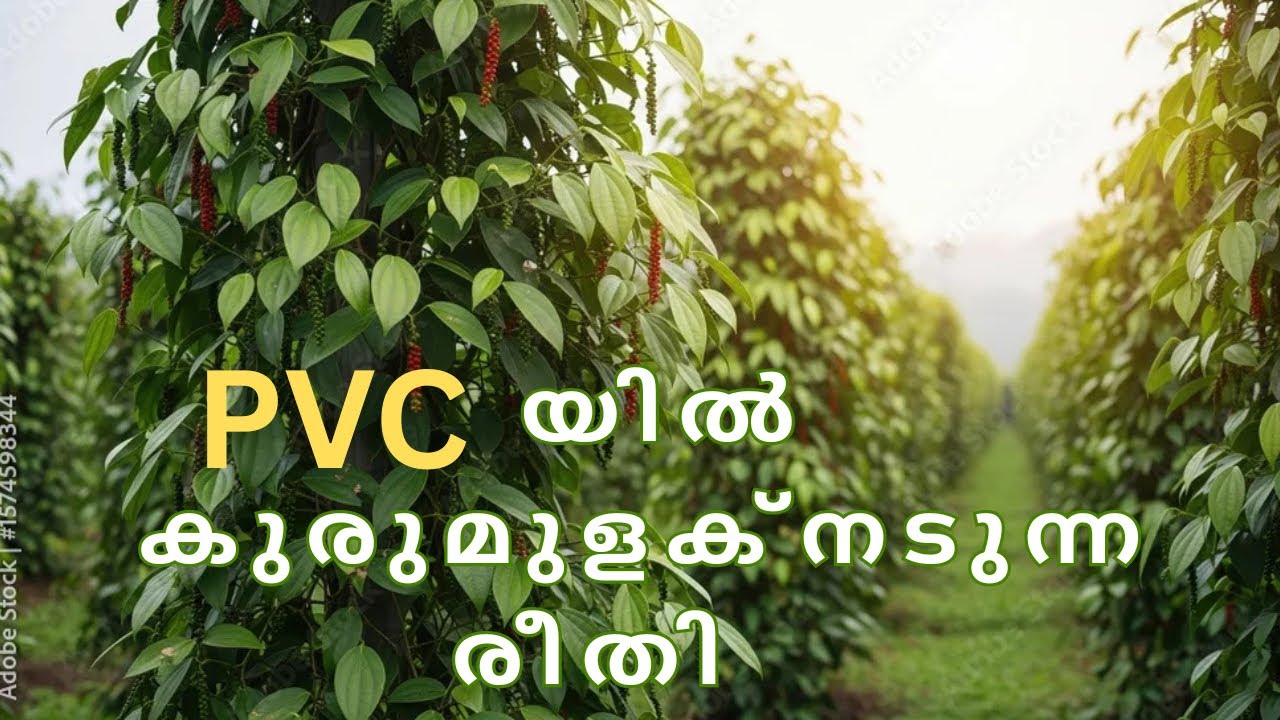 pvc pipe ഇൽ കുരുമുളക് കൃഷി,part -1