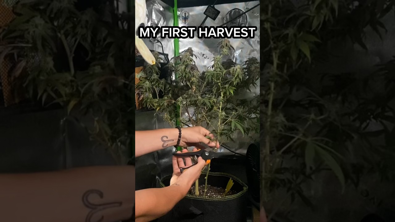 Devil Driver Strain Harvest & Dry #homegrown