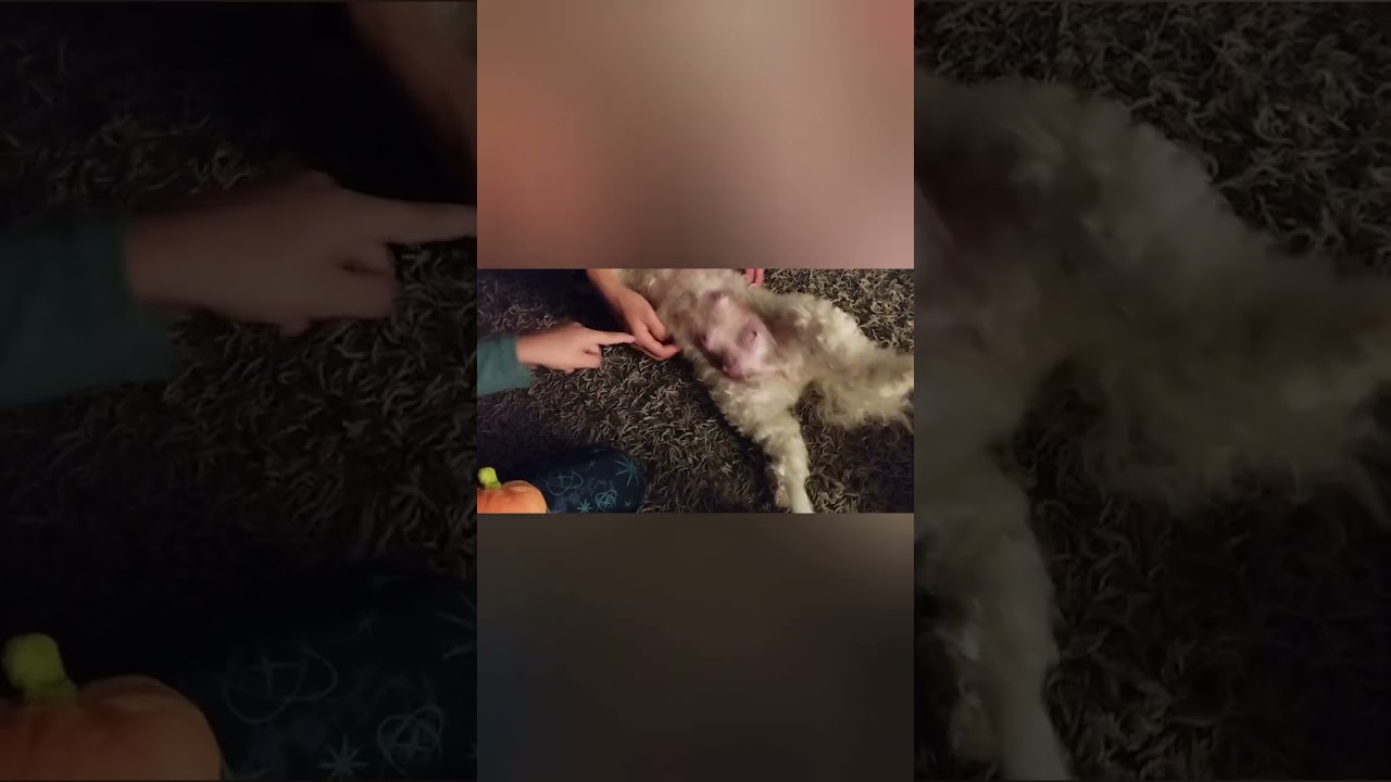 Daisy Puppies