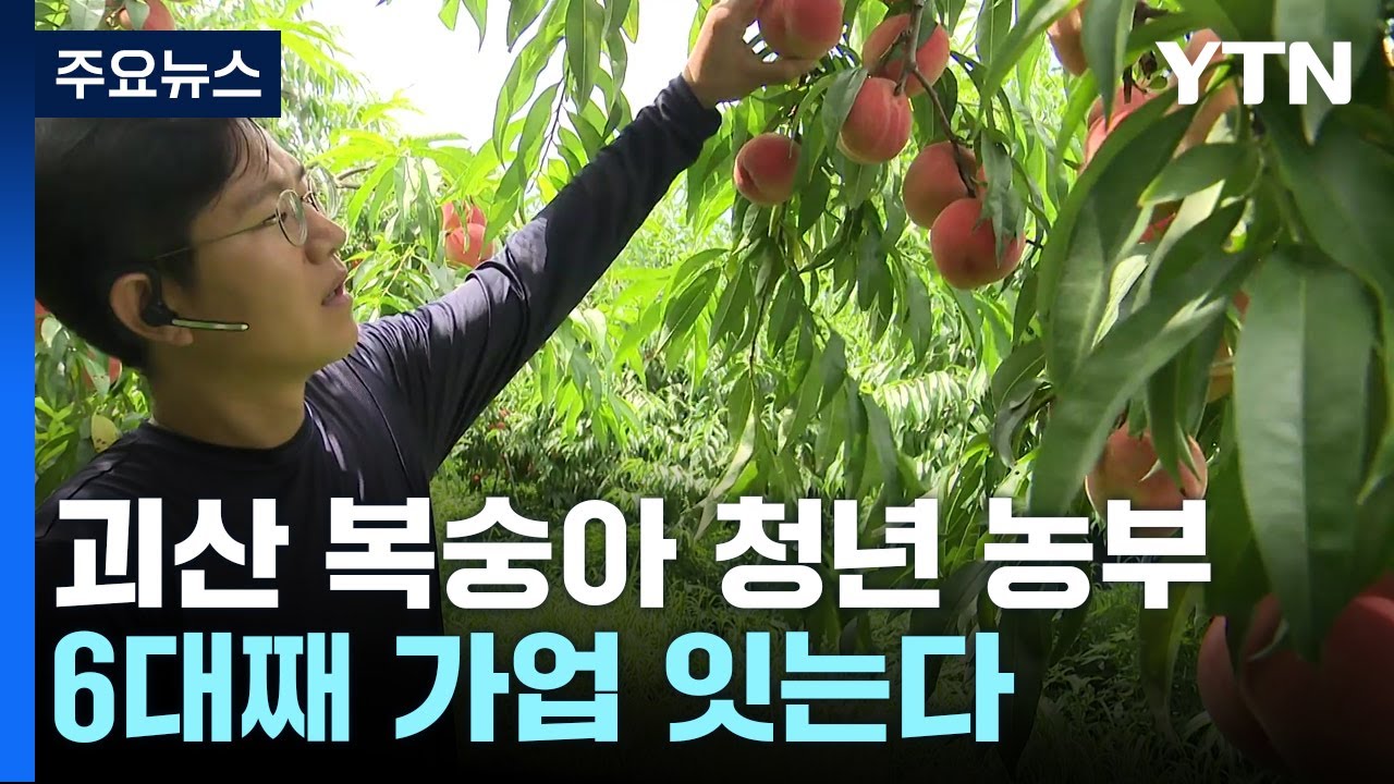 [청년농부] 6대째 가업 잇는 괴산 복숭아 청년농부 / YTN