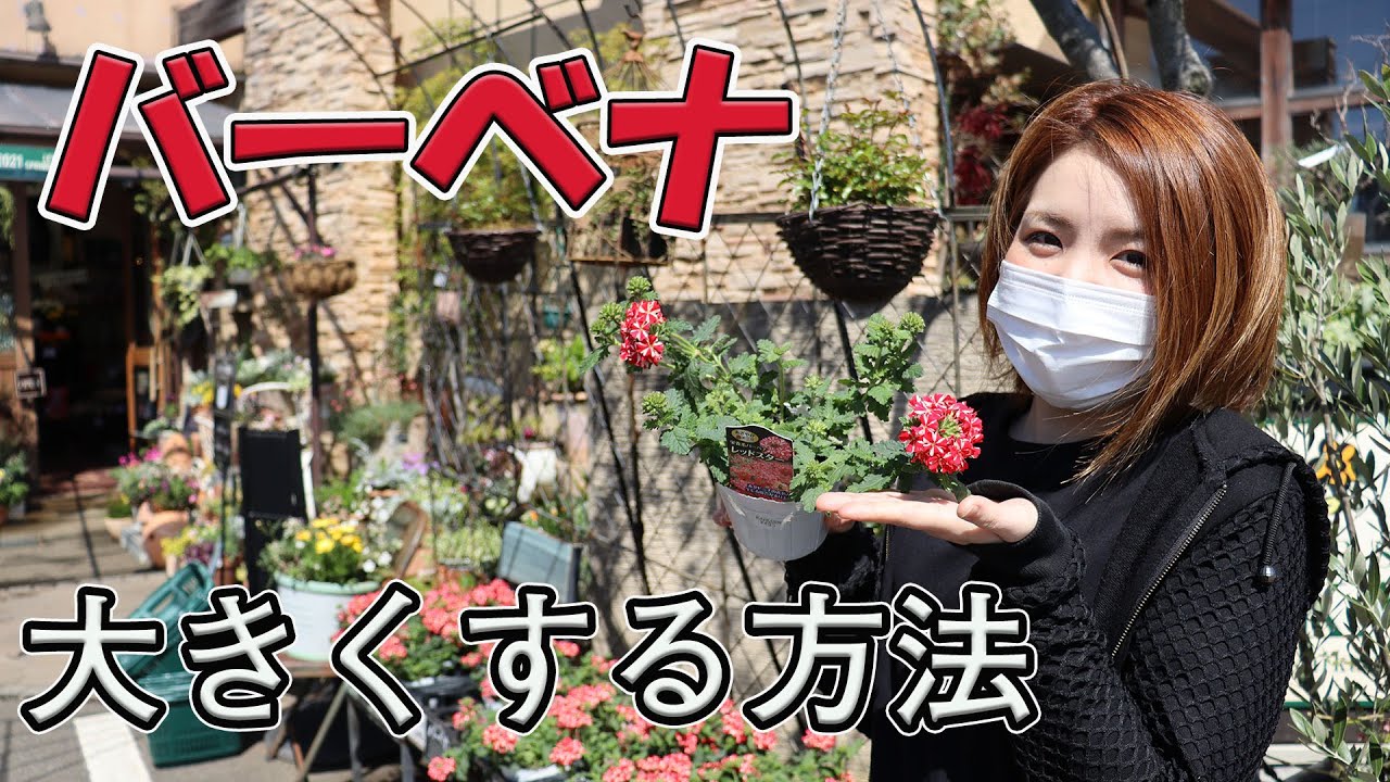 バーベナの育て方・大きくする方法・植え替え方法【おうちでガーデニング】開花園チャンネル