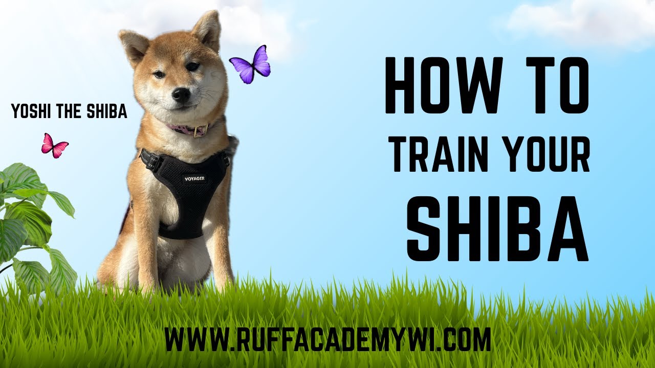 6 month old Shiba Inu "Yoshi" from Stubborn cat to confident dog! / RUFF Trainers