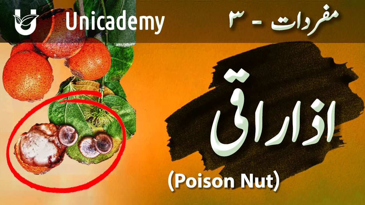 Azaraqi (Poison Nut) | اذاراقی