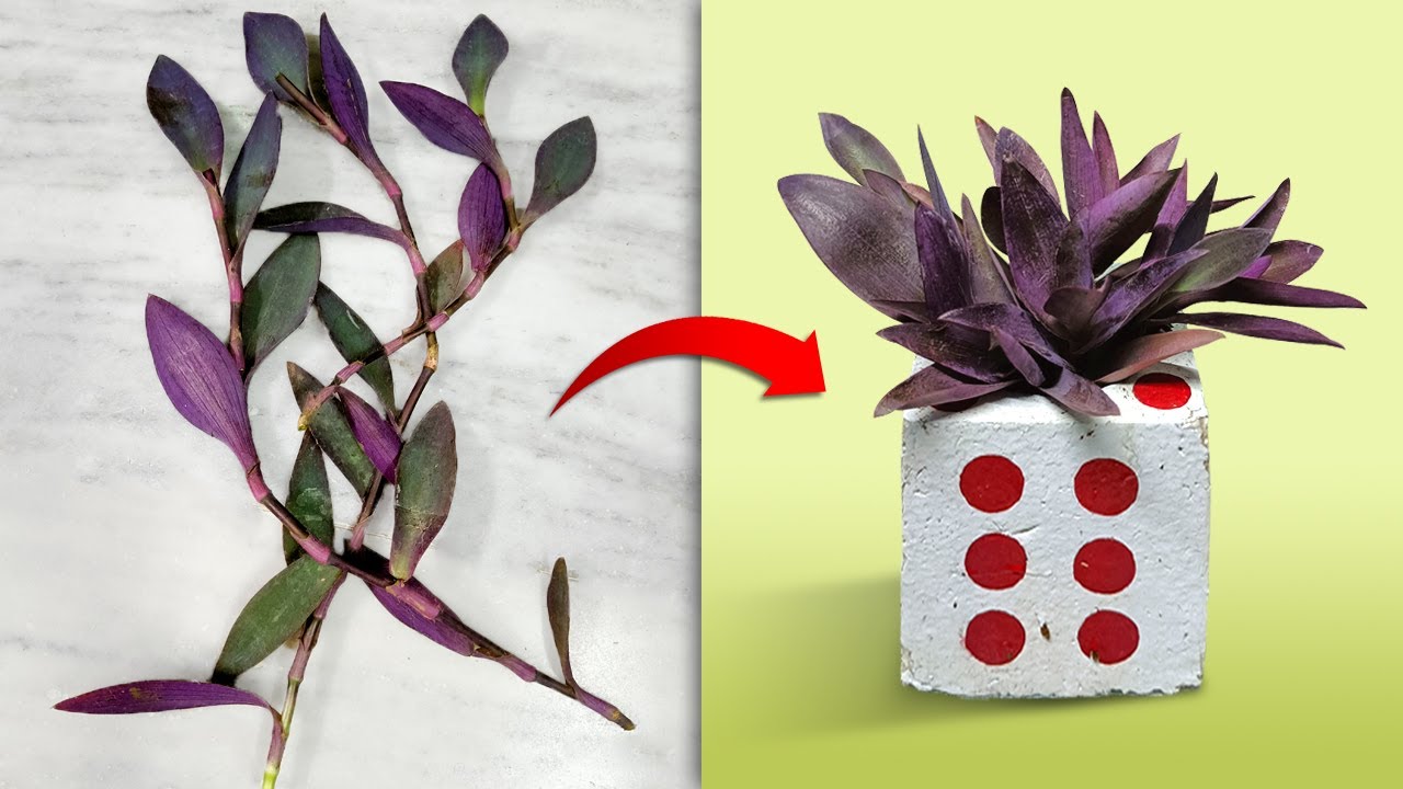 Purple Heart Plant Repotting And Decoration In Homemade Pot || Interior With Air Purifier Plant