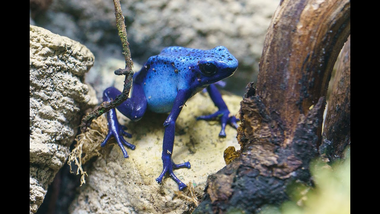 Secret Life of Reptiles and Amphibians opens at London Zoo (c) London Zoo