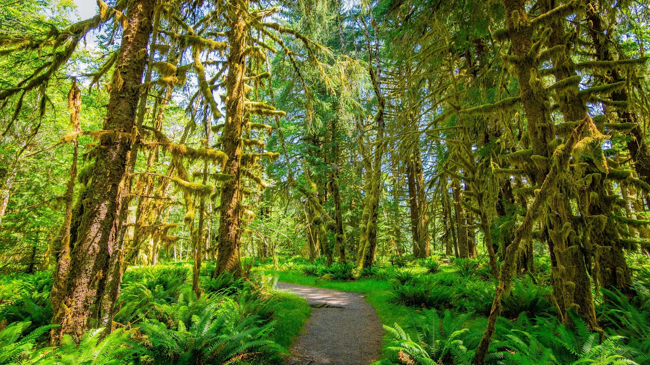 Peaceful Summer Forest Walk | 4K HDR Virtual Hike with Real Footstep Sounds - Ep 1