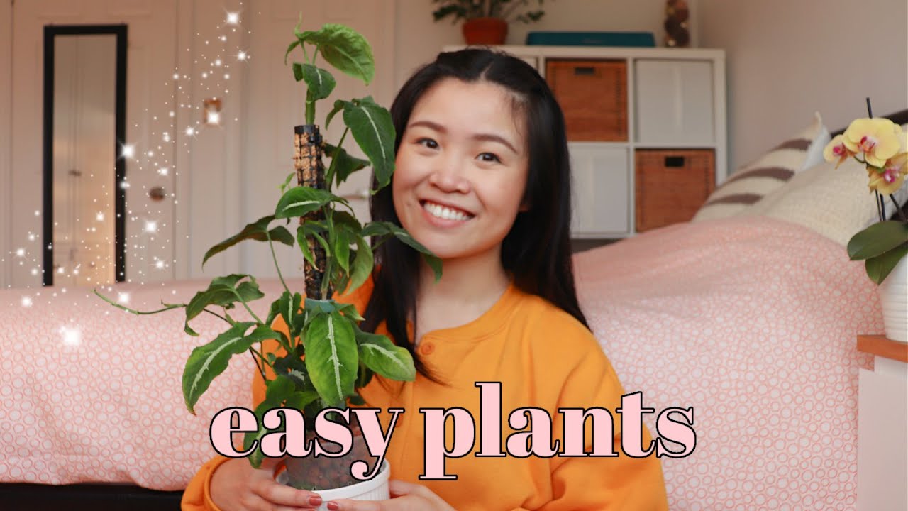 Top 6 Easy to Grow Houseplants