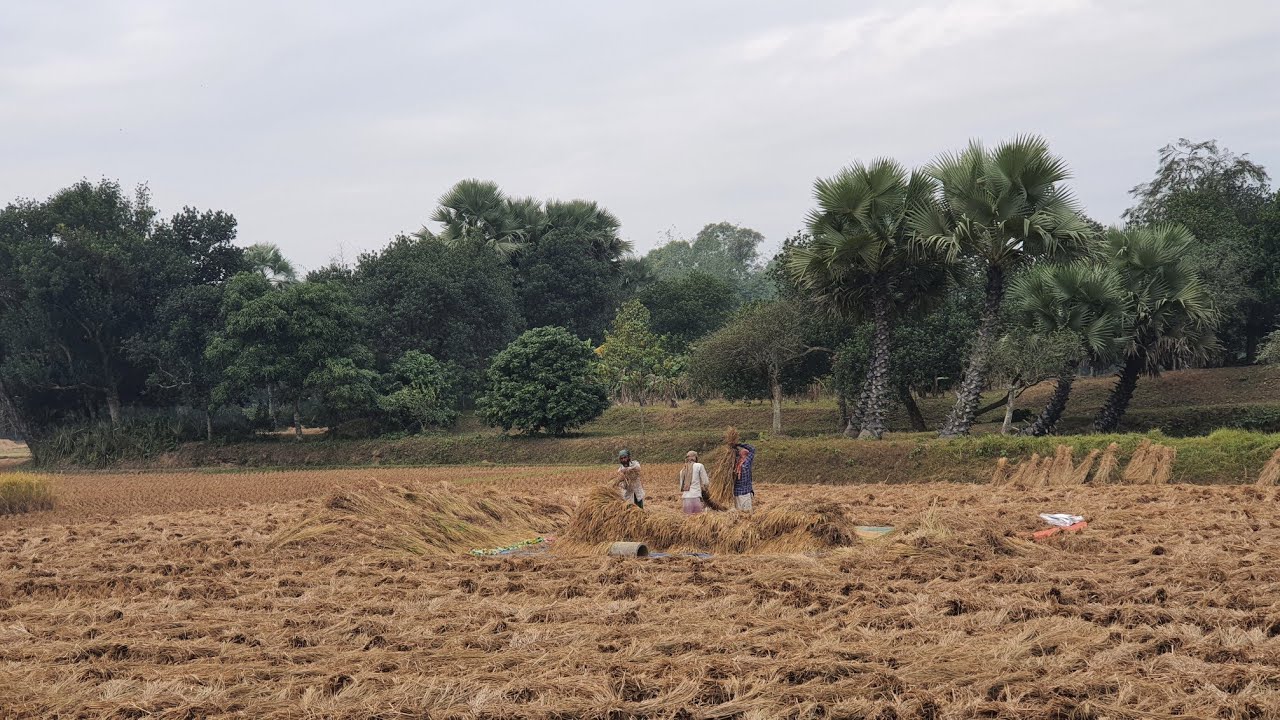 Winter Season in Bangladesh: Rain | People Activities | Beautiful Nature | Village Life