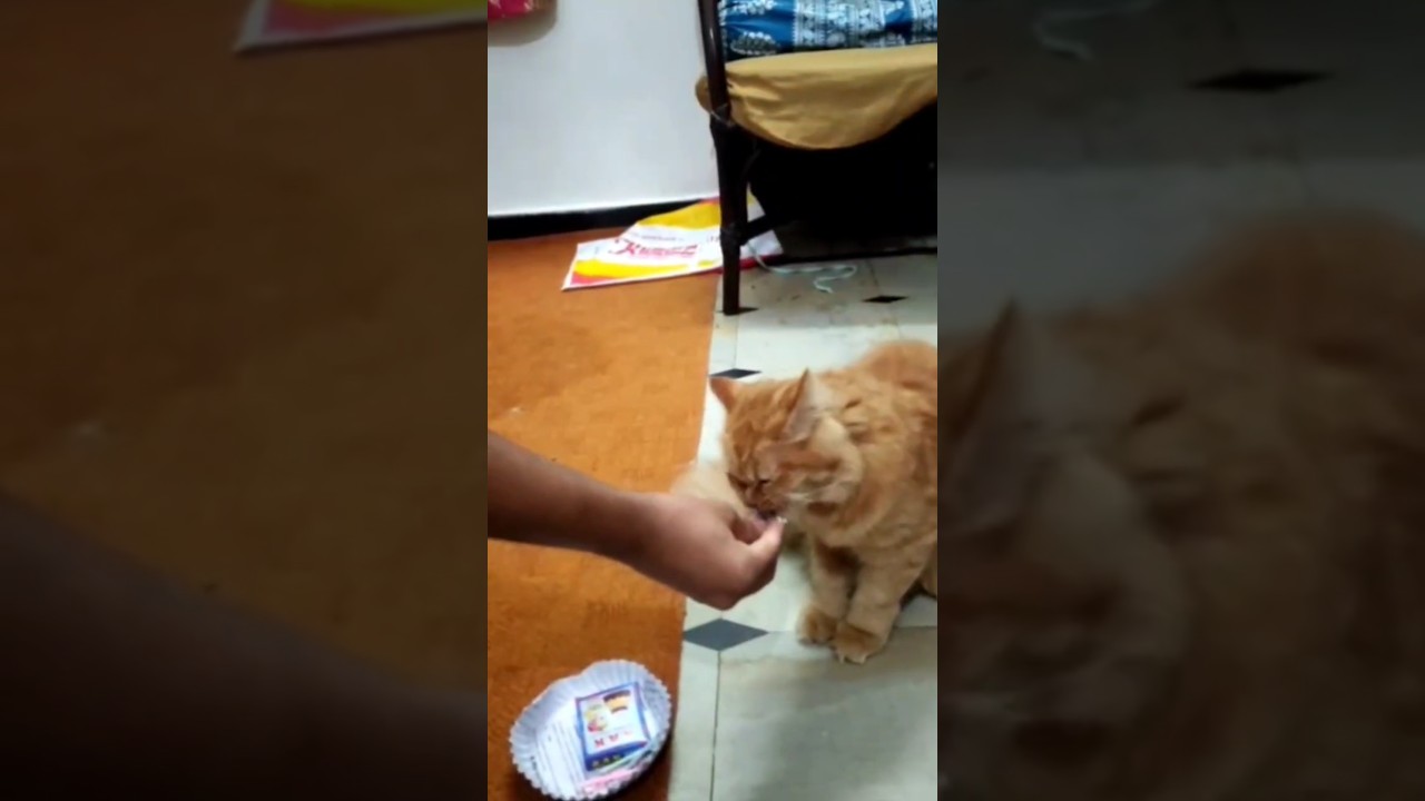 Birthday celebration with my cat 