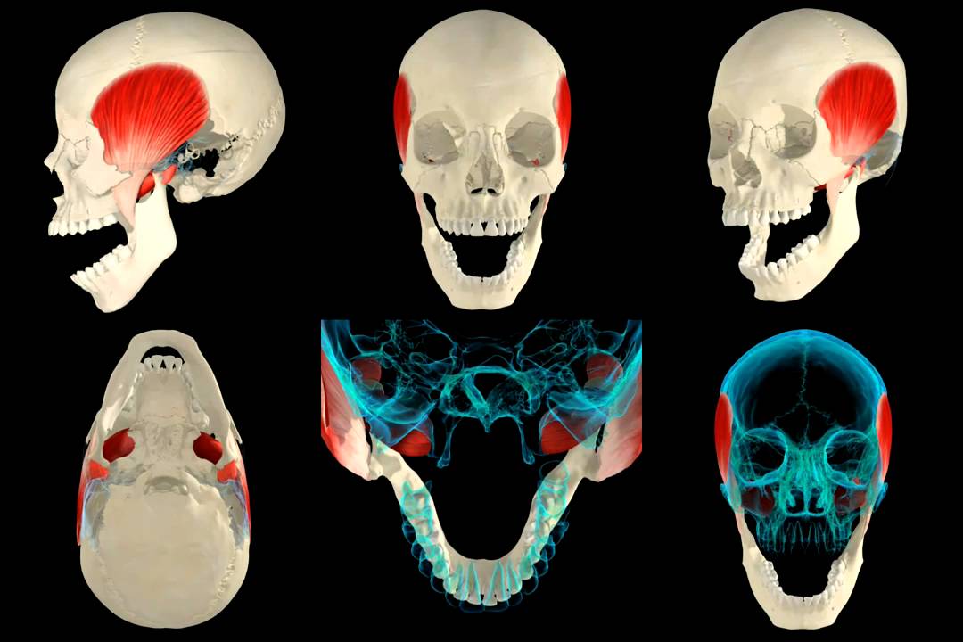 Muscles of Mastication 3D