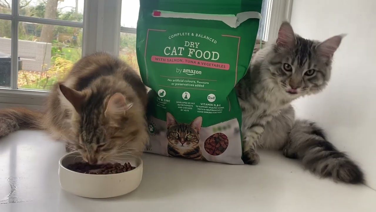 Review of Amazon Dry Cat Food Biscuits