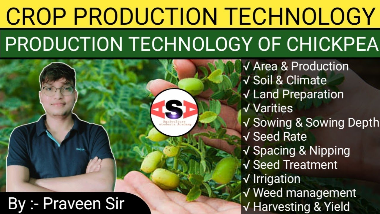 Chickpea Cultivation || Pulses || ICAR || BHU