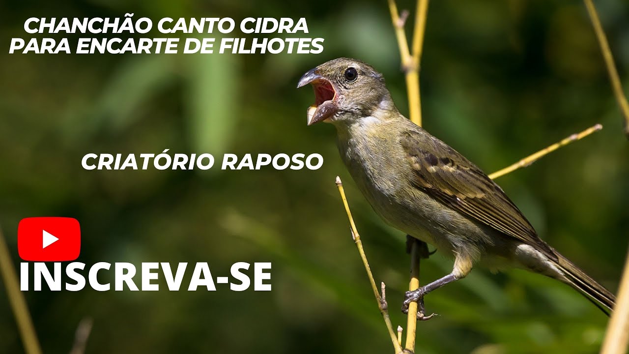 🐦CHANCHÃO CANTO SIDRA PARA ENCARTE DE FILHOTES.🐦
