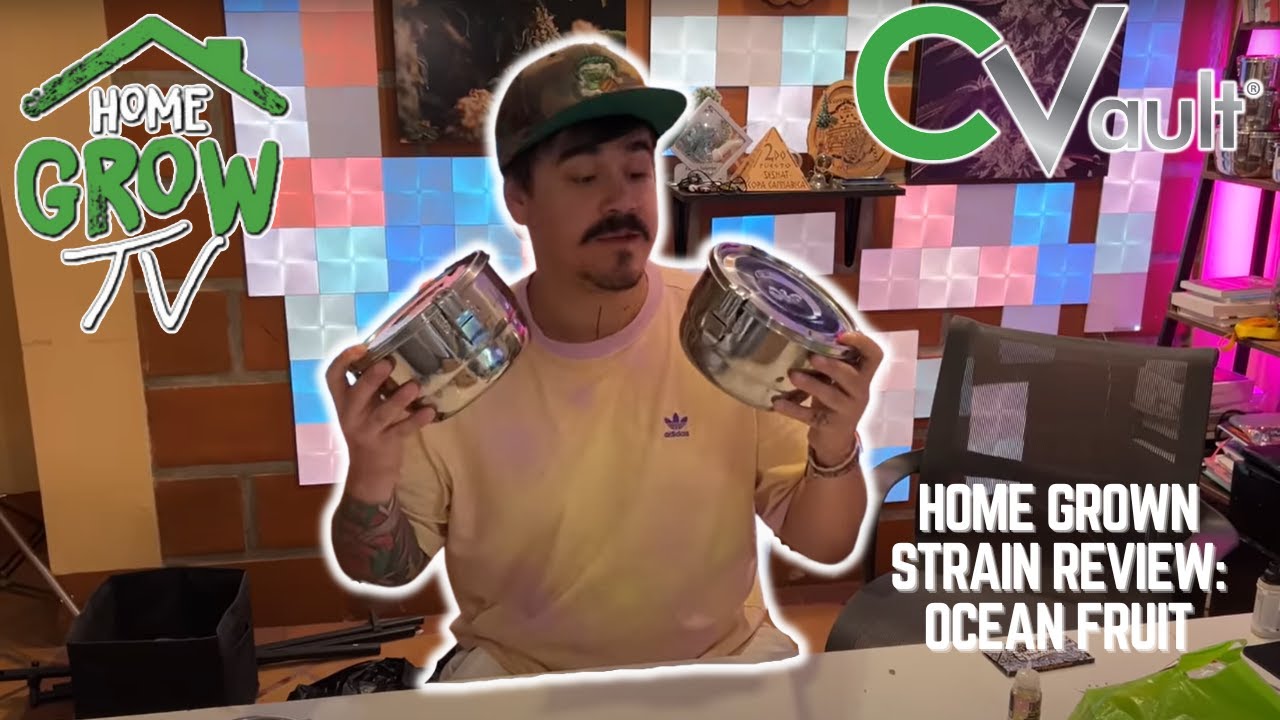 Home Grow TV - Home Grown Strain Review - Ocean Fruit #homegrown #cannabiseducation #diy