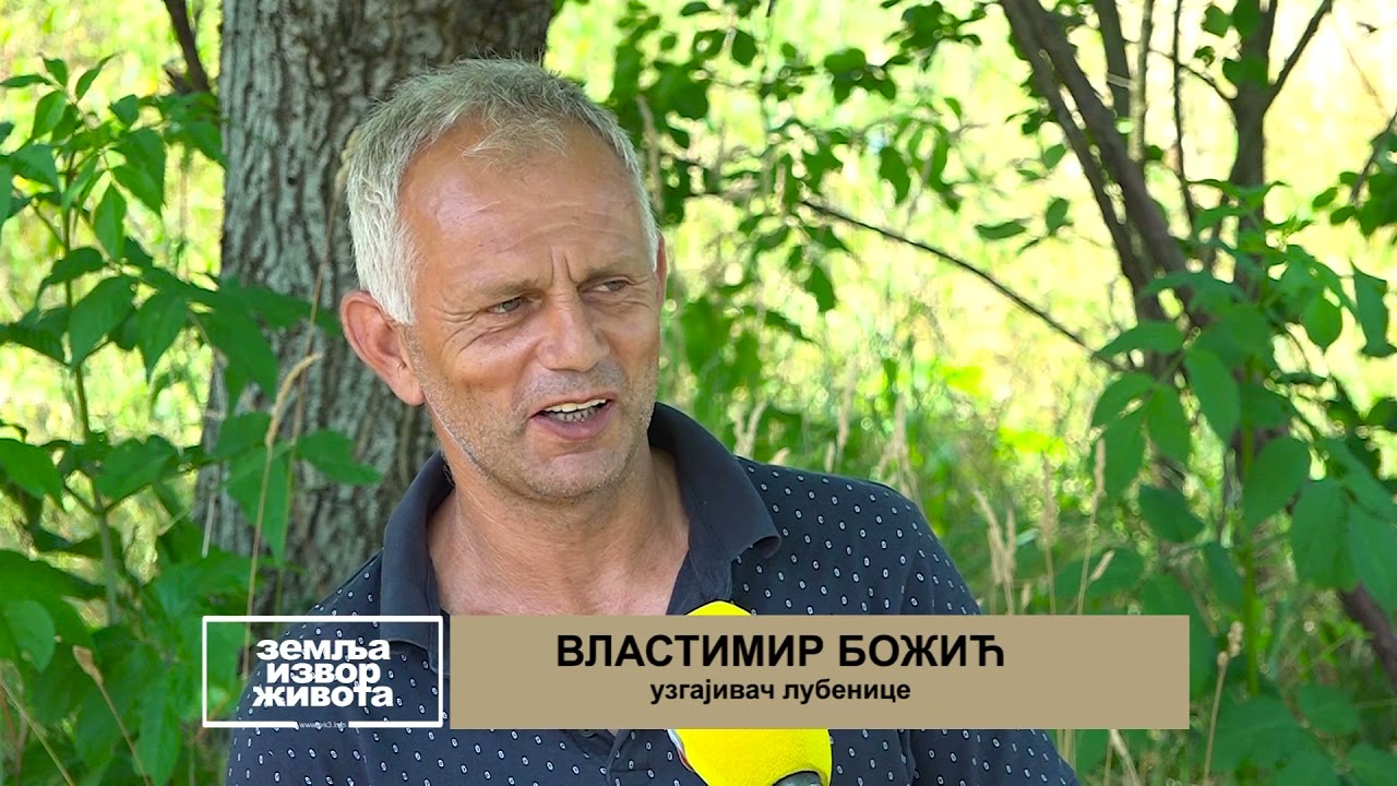 Prnjavor: Uzgoj lubenice na gazdinstvu Božić u Drenovi - 18.07.2021.