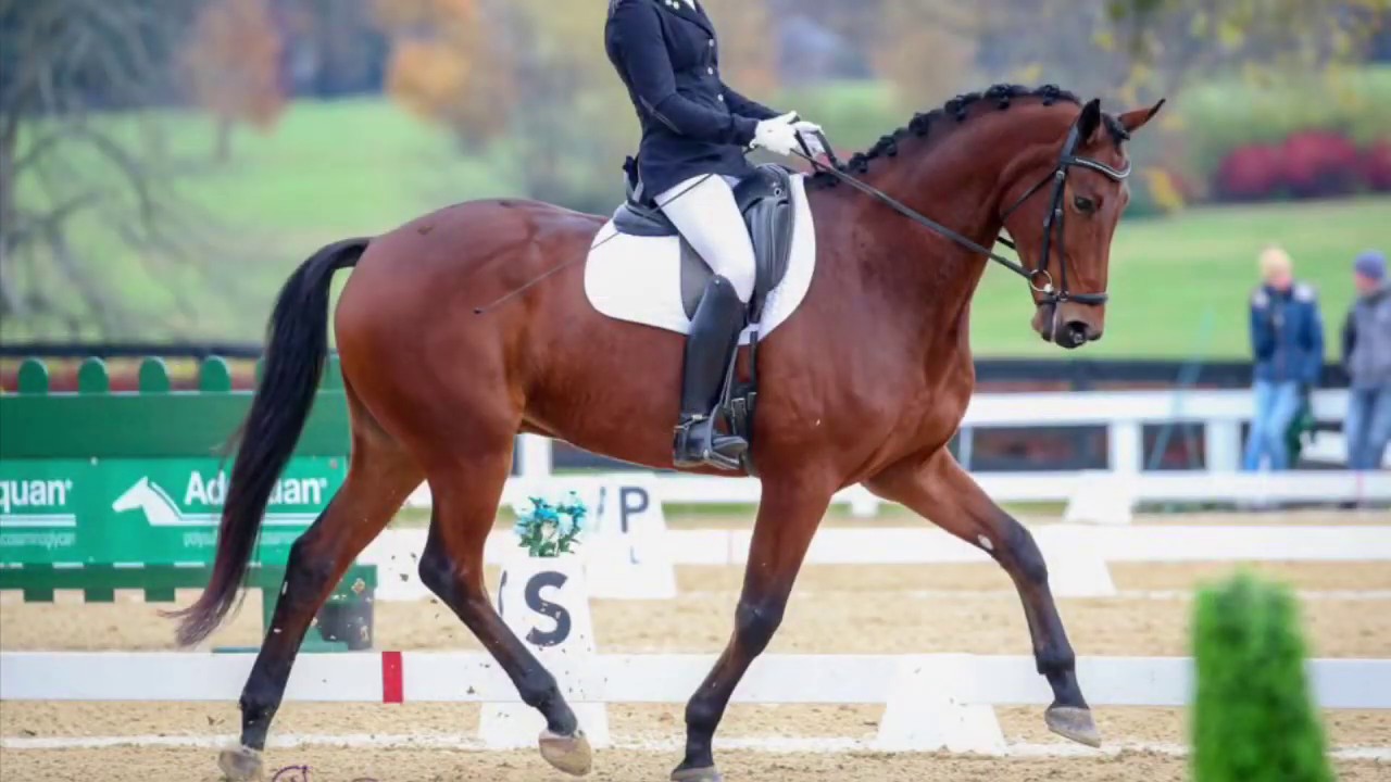 Transitions on a Figure 8, Dressage Schooling Exercises, Season 1 Episode 1