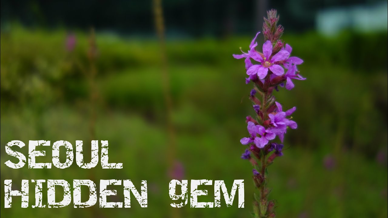 Seoul vlog 2016: Hidden Gem In Seoul Korea. Sky Yard. Seoul Library, Seoul City Hall