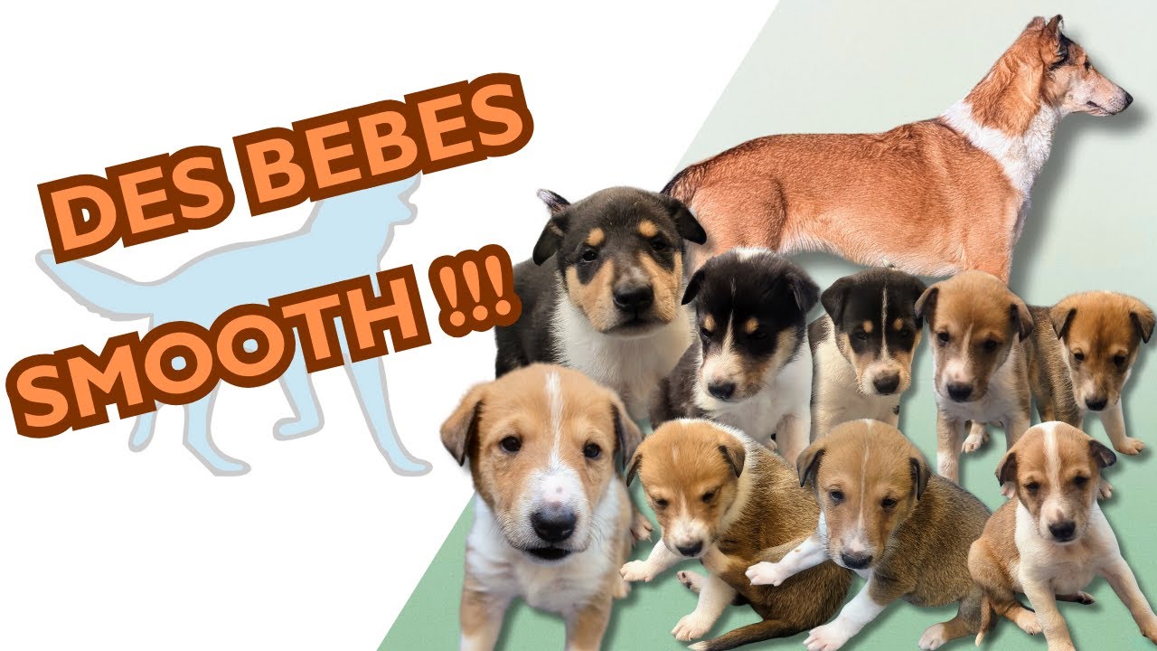 📹 VLOG | Les chiots de Lumi grandissent trop vite 😭🐶