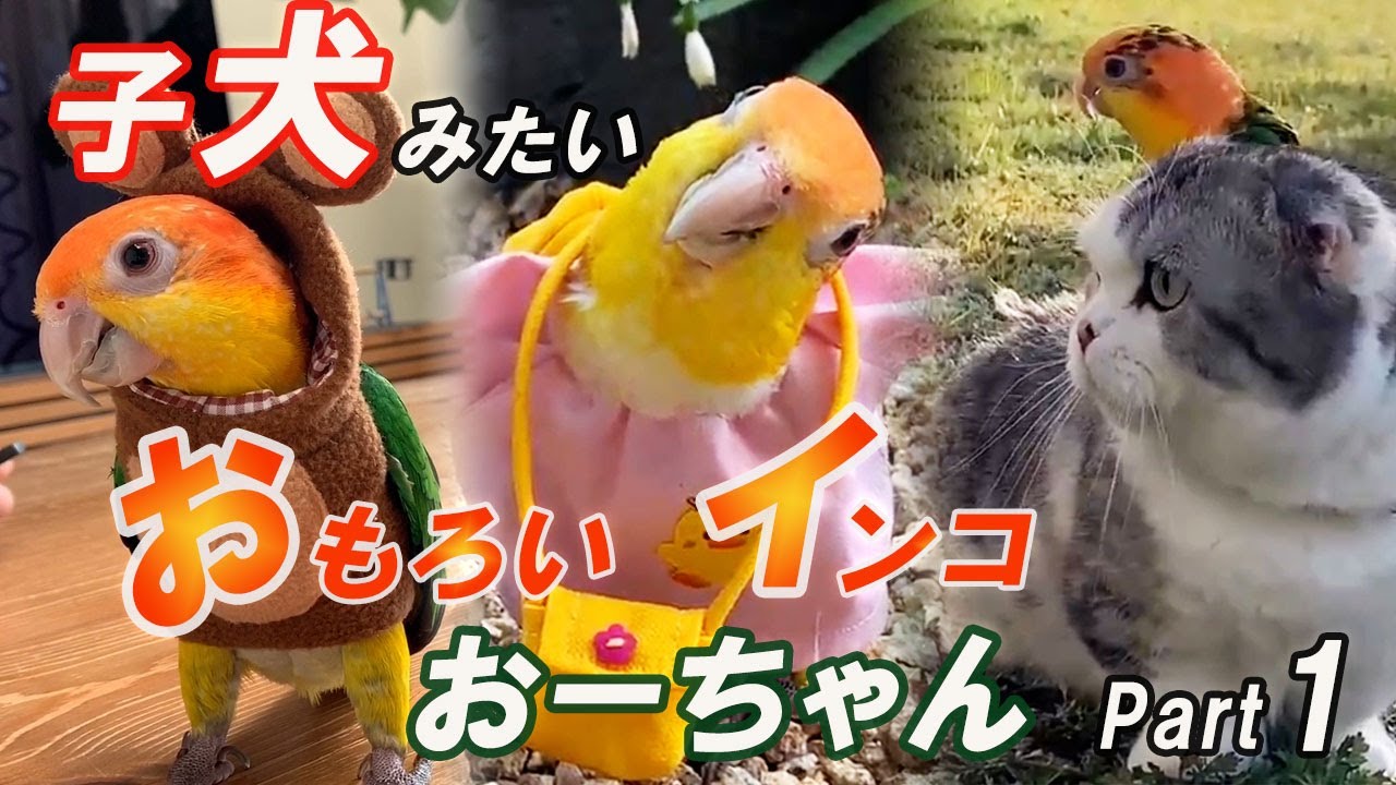 本当にインコなの？シロハラインコおーちゃん！Part1幼鳥編 Are you really bird? Caique Oh-chan Part 1. Babyhood.
