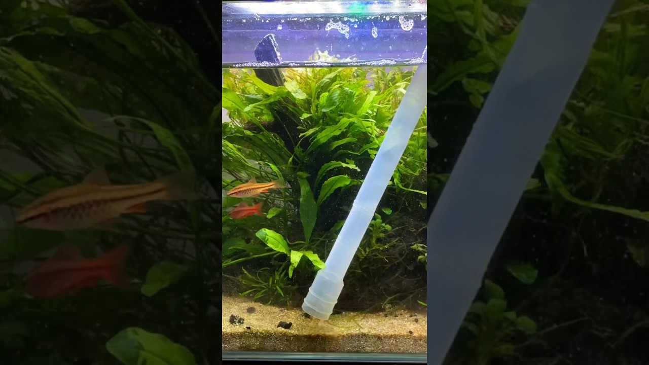 Deep cleaning a planted fish tank #fishtank #aquascape #aquarium #plantedtank #plants #nanoaquarium