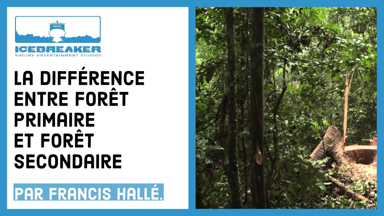 #03: Quelle est la différence entre forêt primaire & forêt secondaire ?