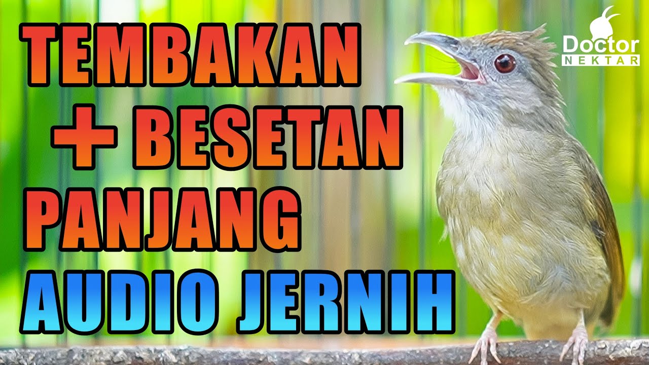 PANCINGAN TEMBAKAN KAPAS TEMBAK KATEM UNTUK MASTERING DENGAN AUDIO JERNIH COCOK UNTUK BURUNG KICAU