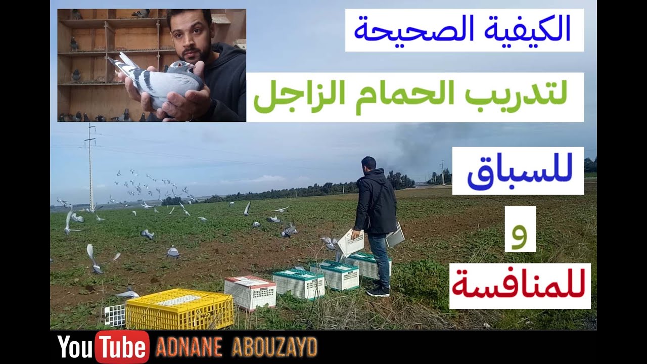 الكيفية الصحيحة لتدريب الحمام الزاجل/ باش تزيد لابوانت وتربح الوقت