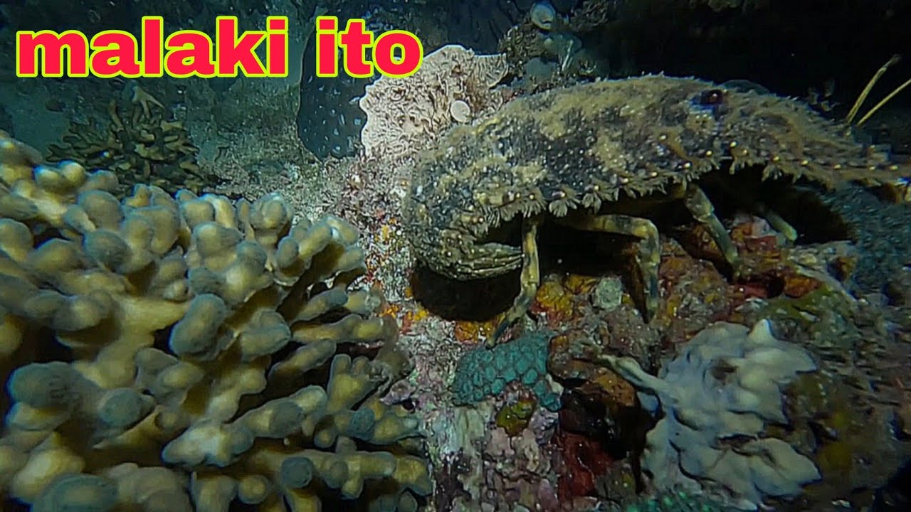 ep590 dive 1 buti nalang nagpakita ang malaking kupapa