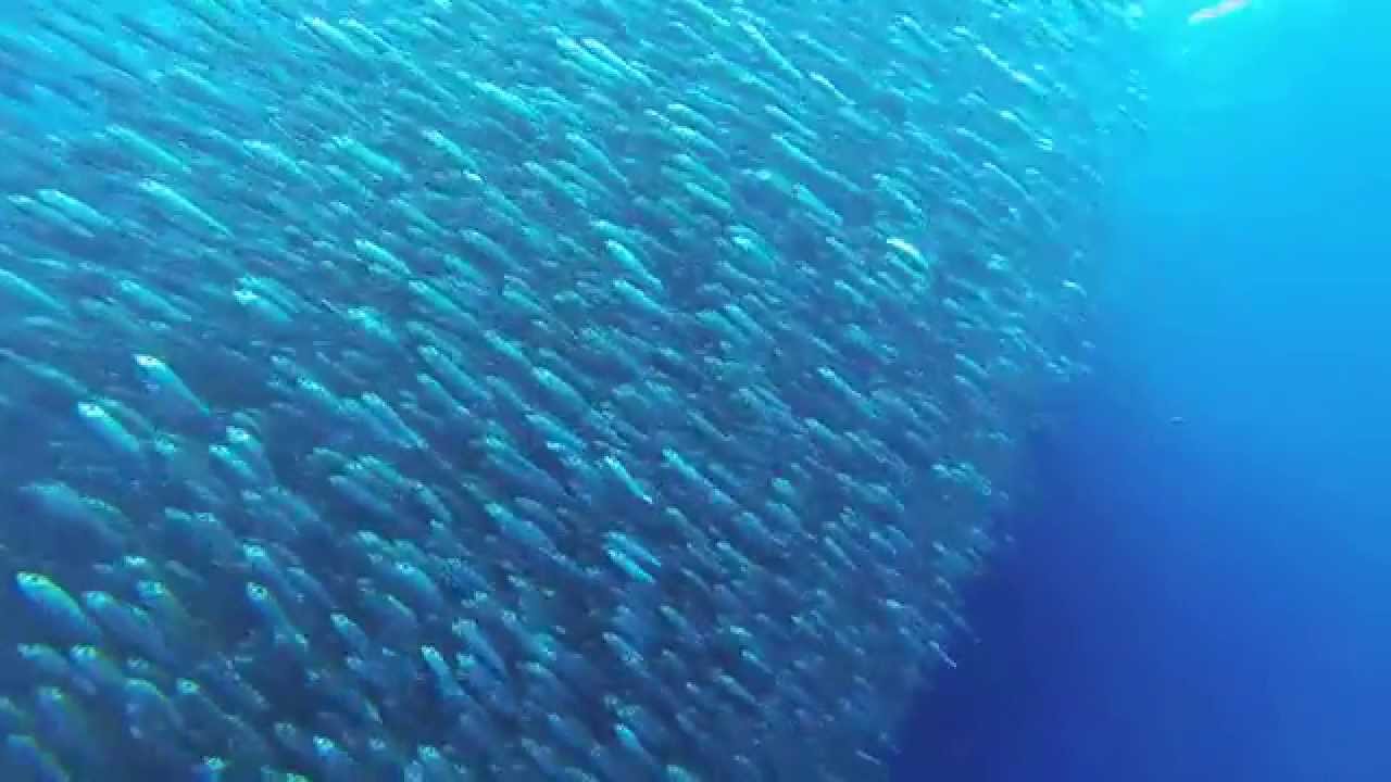 Freediving Moalboal's Sardine Run HD