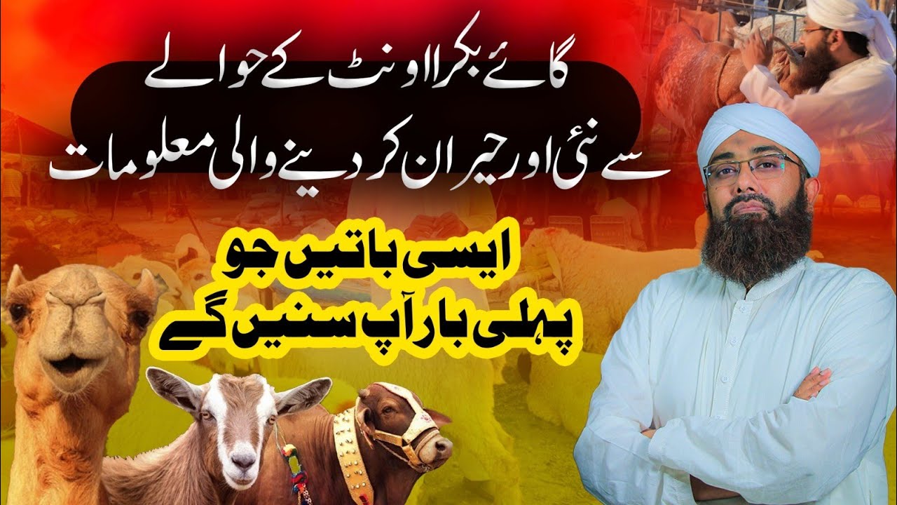 Goat Lamb Cow In Islam | Best Dumba Qurbani | Camel Meat Benefits | Bakra Eid Special | Soban Attari