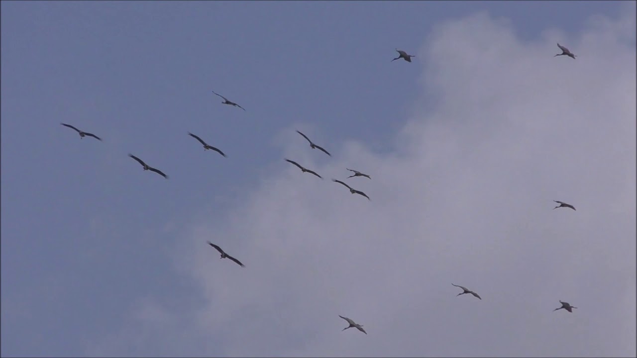 Raptor migration Tarifa, Spain september 2019