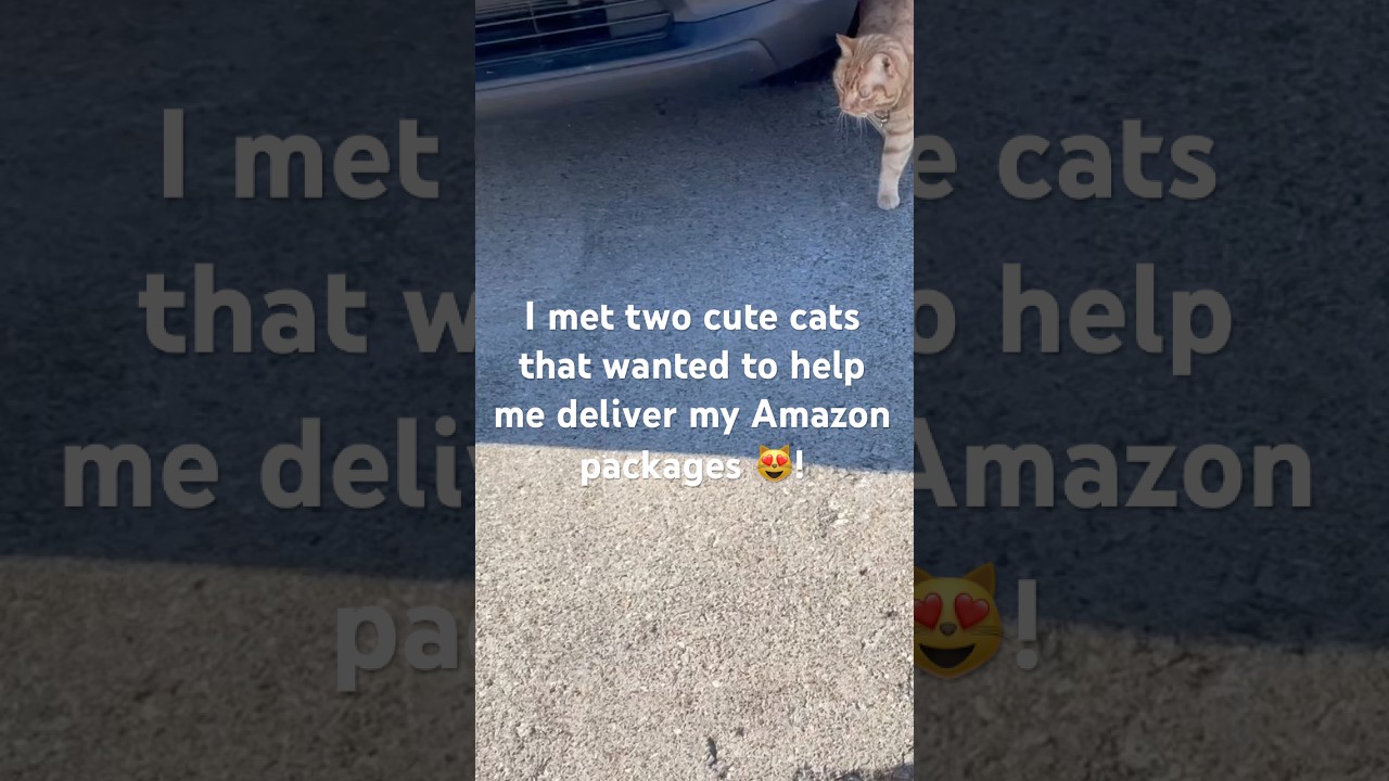 Cats On My Amazon Flex Route! #amazon flex #cats on delivery route #fun cat delivery route