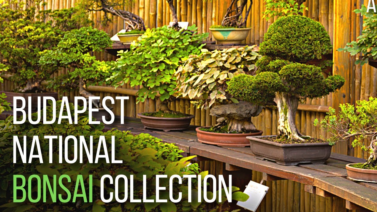 National Bonsai Collection at the Budapest Zoo & botanical garden