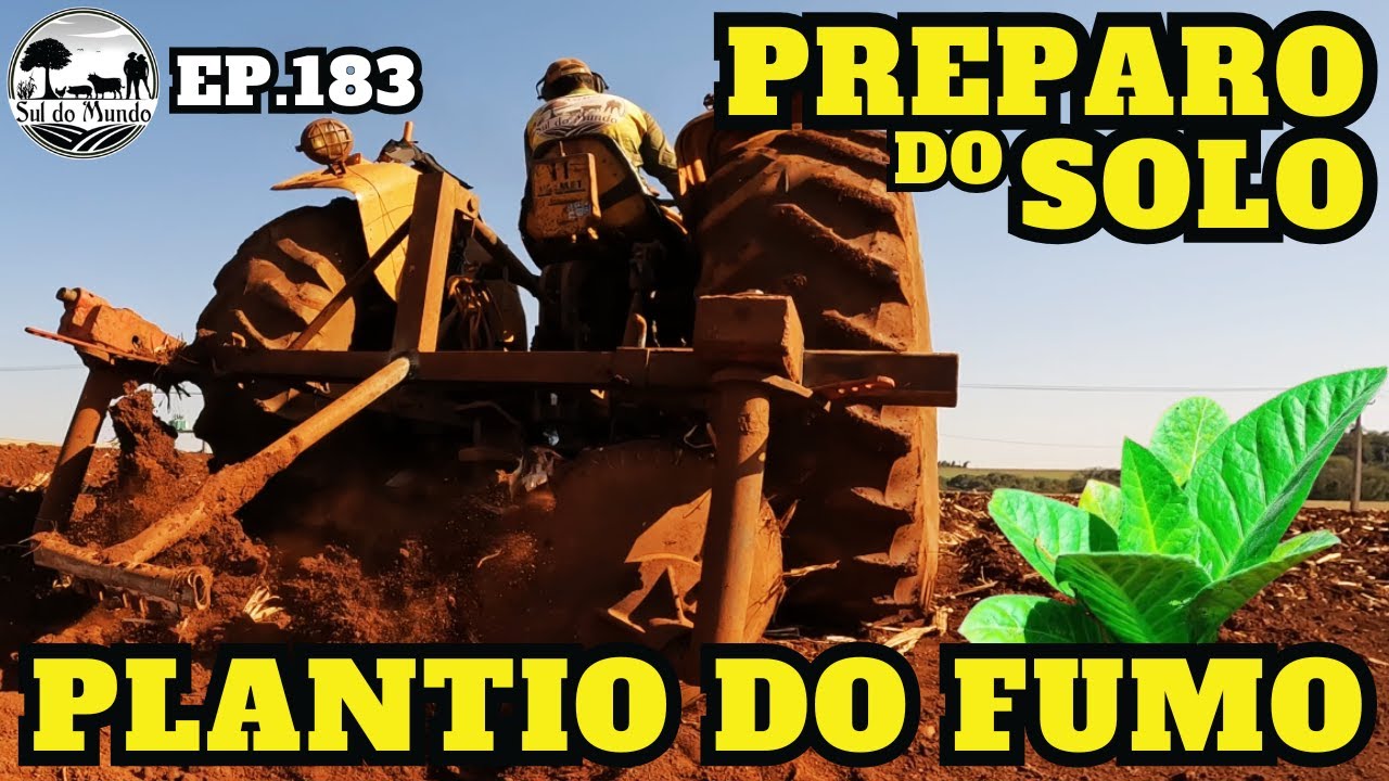 ✅ COMO PREPARAMOS A TERRA PARA PLANTAR FUMO - TABACO