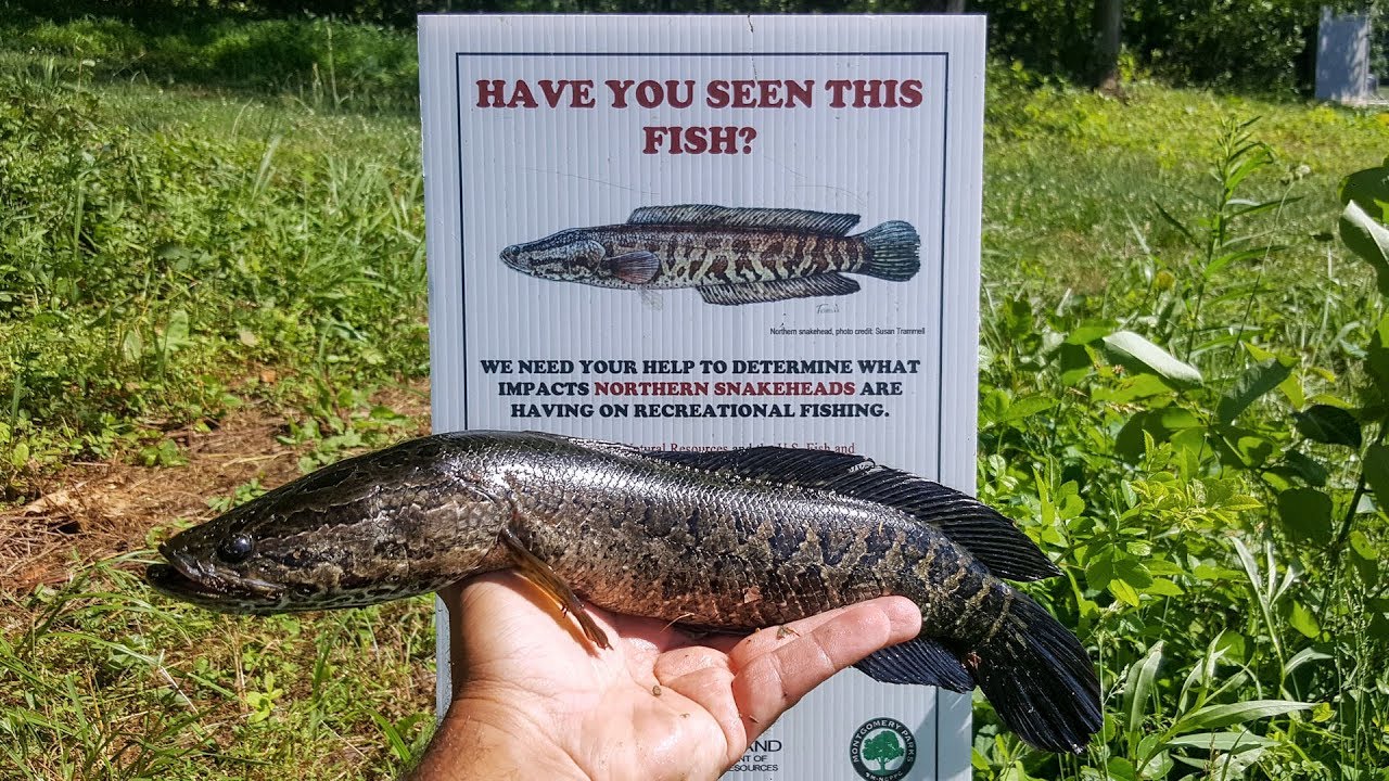 Northern Snakeheads NOW in My Local Lake!!! (1st CAST to CATCH On Video While Bass Fishing)