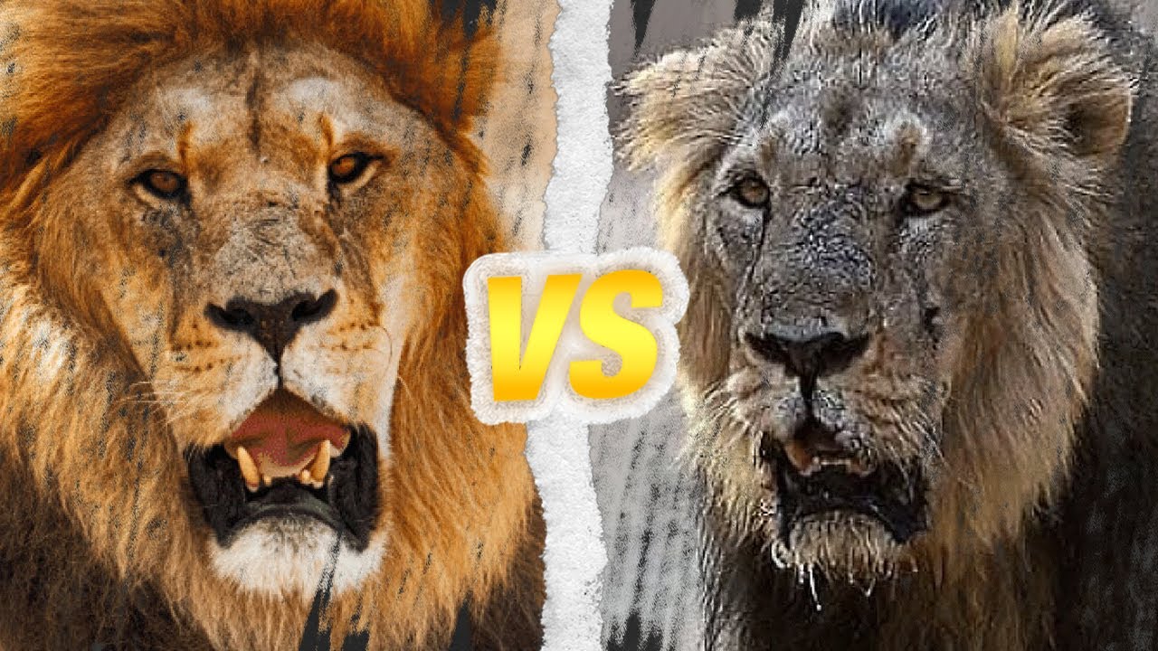 LION D'AFRIQUE vs LION D'ASIE : Qui est le roi des lions ?